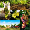 grapes-vineyard-370x370